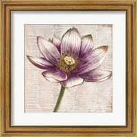 Framed 'Defined Lotus II' border=