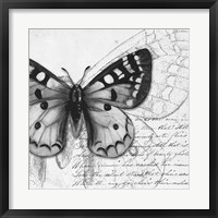 Butterfly Studies I Framed Print