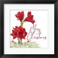 Merry Amaryllis VI Framed Print