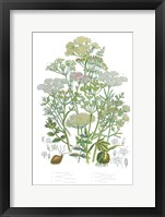 Flowering Plants II Framed Print