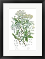 Flowering Plants I Framed Print