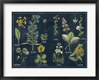 Botanical Floral Chart I Dark Blue Framed Print