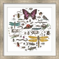 Framed 'Insect Circle II Bright v2' border=