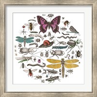 Framed 'Insect Circle II Bright v2' border=