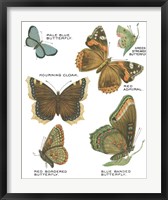 Framed Botanical Butterflies Postcard III White