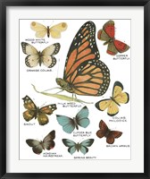 Botanical Butterflies Postcard II White Framed Print