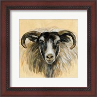 Framed 'Highland Animal Ram' border=