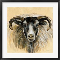 Framed 'Highland Animal Ram' border=