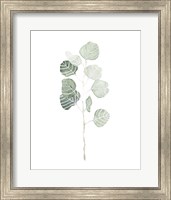 Framed Soft Eucalyptus Branch I