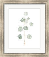 Framed Soft Eucalyptus Branch II