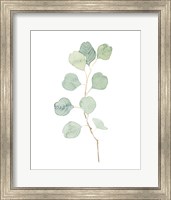 Framed Soft Eucalyptus Branch IV