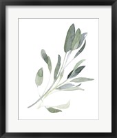 Simple Sage I Framed Print