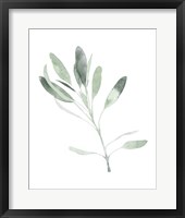 Simple Sage II Framed Print