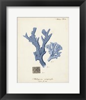 Framed 'Antique Coral in Navy I' border=