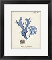 Framed 'Antique Coral in Navy I' border=