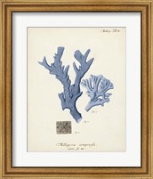 Framed 'Antique Coral in Navy I' border=