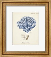 Framed 'Antique Coral in Navy II' border=