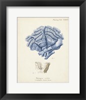 Framed 'Antique Coral in Navy II' border=