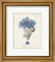 Framed 'Antique Coral in Navy III' border=