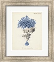 Framed 'Antique Coral in Navy III' border=