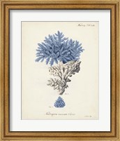 Framed 'Antique Coral in Navy III' border=