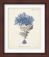 Framed 'Antique Coral in Navy III' border=