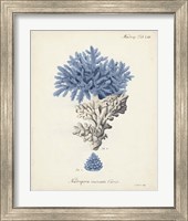 Framed 'Antique Coral in Navy III' border=