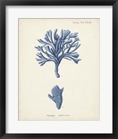 Framed Antique Coral in Navy IV