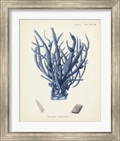 Framed 'Antique Coral in Navy V' border=