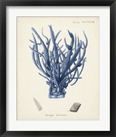 Framed 'Antique Coral in Navy V' border=