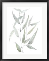 Framed Ethereal Eucalyptus I