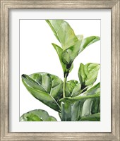 Framed 'Fiddle Fig I' border=