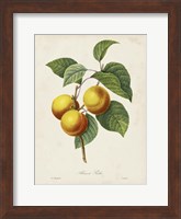 Framed Redoute's Fruit I