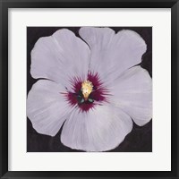 Framed Hibiscus Portrait II