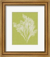 Framed 'Seaweed Pop V' border=