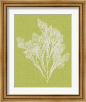 Framed 'Seaweed Pop V' border=