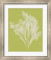 Framed 'Seaweed Pop V' border=