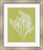 Framed 'Seaweed Pop V' border=