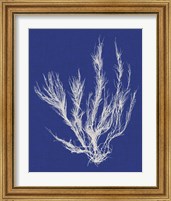 Framed 'Seaweed Pop VI' border=