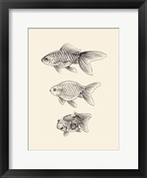 Goldfish IV Framed Print