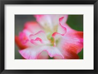 Framed Garden Poppy 3