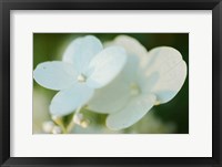 Framed Hydrangea Bloom 1