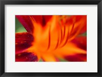 Framed Red Daylily 1