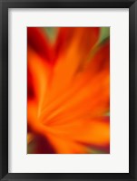 Framed Red Daylily 2