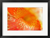 Framed Orange Canna Flower Detail