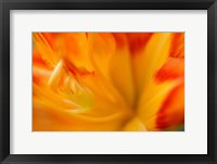 Framed Orange Daylily