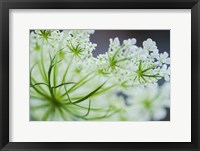 Framed Queen Anne's Lace Flower 2