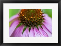 Framed Pink Coneflower