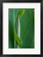 Framed Canna Leaf Bud