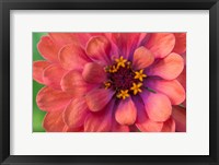 Framed Zinnia Blossom 1